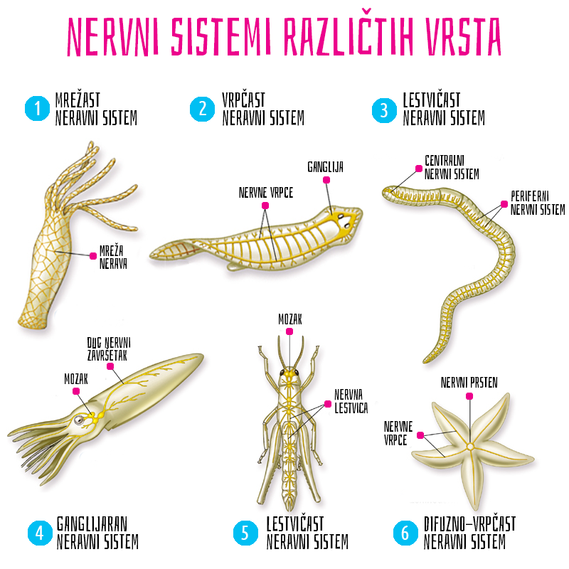 Nervni sistem | Shtreber